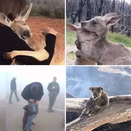 世界欠它5亿句对不起